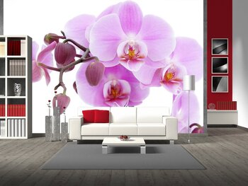 фото фотообои орхидеи фото фотообои орхидеи