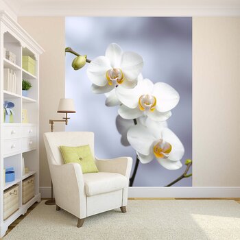 фото фотообои орхидеи фото фотообои орхидеи